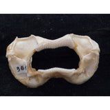 Zebra Shark Jaw For Sale Stegostoma Fasciatum  #361