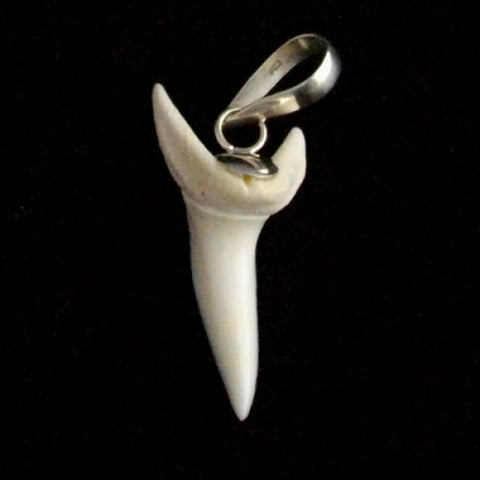 Mako shark tooth's silver tritemetric tested pic42