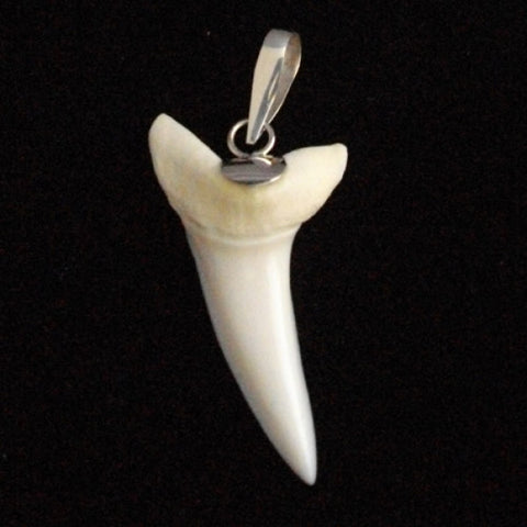 Mako shark tooth in silver for sale by Oceanicshark Australia