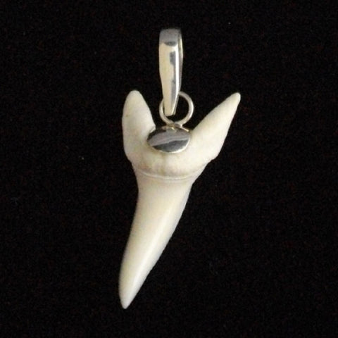 real Mako shark tooth silver pendant oceanicshark australia