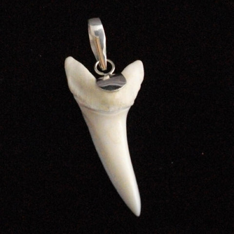 Great white shark tooth pendant Mako shark tooth pendant Great white shark tooth necklace Australia