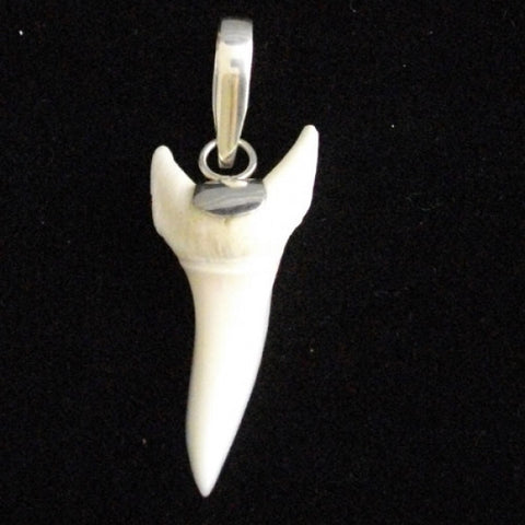 Mako shark tooth fishing pelagic pic54