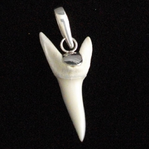 mako shark tooth for sale australia