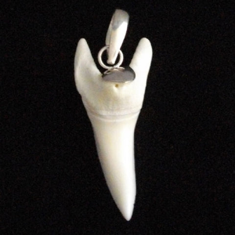 Mako shark silver infused tooth pendant for sale by Oceanicshark Au pic57
