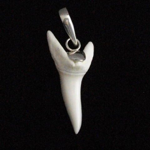 great white shark tooth necklace 