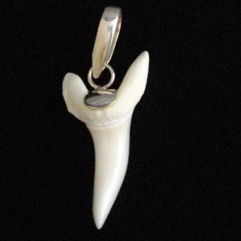 mako shark tooth pendant in silver on black leather cord for sale australia