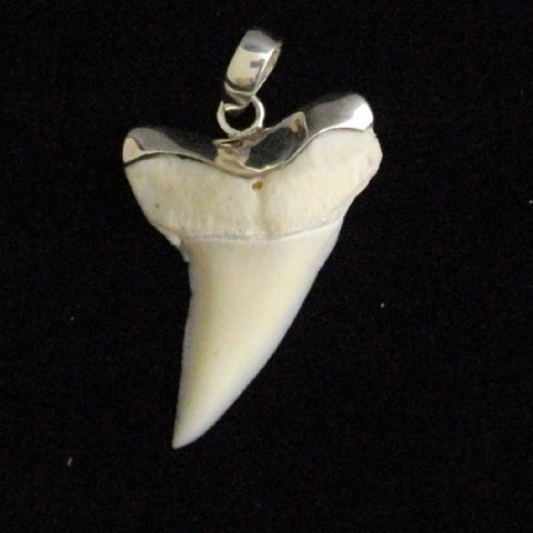 Mako shark tooth necklace australia for sale online store