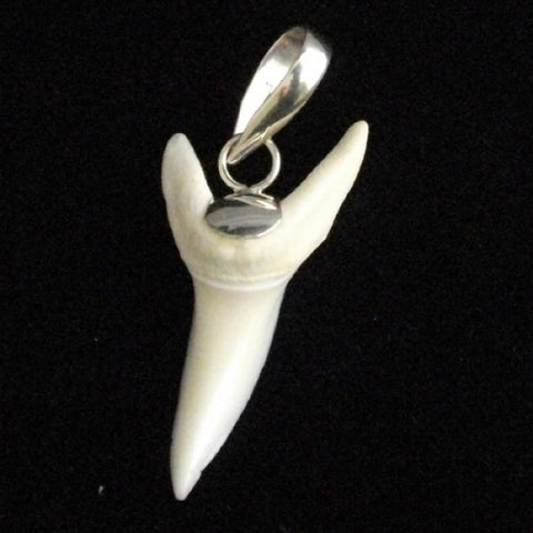Mako shark tooth Great white shark tooth for sale australia