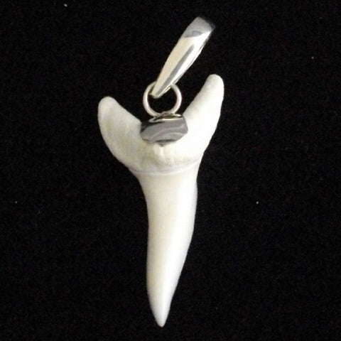 great white shark tooth necklace for sale australia