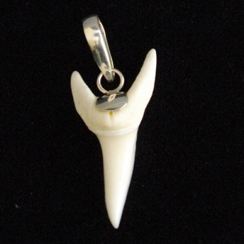 Mako shark tooth silver Australia