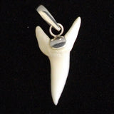 Mako shark tooth for sale Oceanicshark Australia pic37
