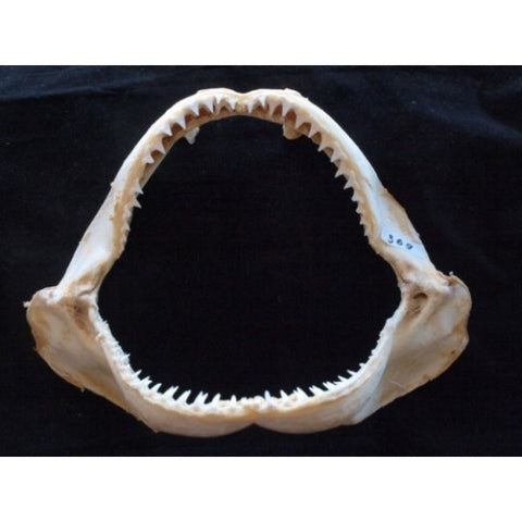 Blacktip shark jaw for sale Carcharhinus limbatus #407
