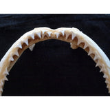 Blacktip shark jaw for sale Carcharhinus limbatus #407