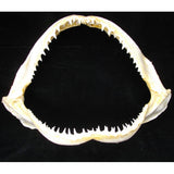 large shark jaws for sale blacktip shark jaws for sale great white shark jaws for sale