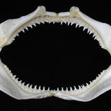 shark jaws for sale australia buy shark jaws online