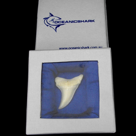Mako shark tooth for sale