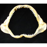 Sandbar Shark Carcharhinus Plumbeus