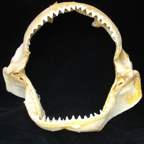 Bull shark jaws XL Carcharhinus leucas #409