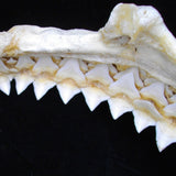 Bull shark jaws XL Carcharhinus leucas #409