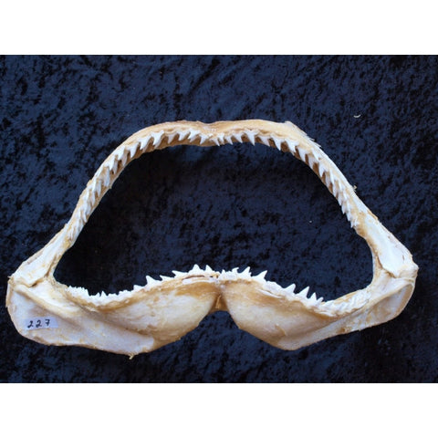GREAT HAMMERHEAD SHARK JAWS Sphyrna mokarran #227