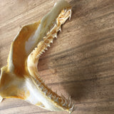 Mako Shark jaws Isurus oxyrinchus genuine  #368