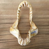 Mako Shark jaws wall ornament display #372