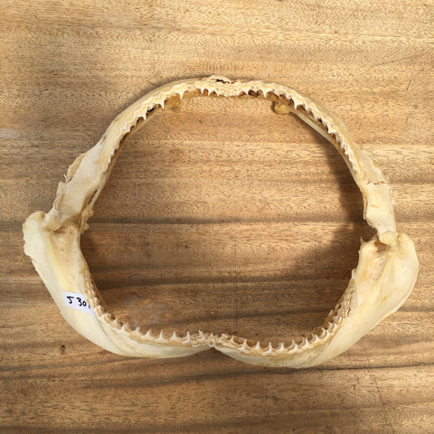 Shark jaws for sale near me
