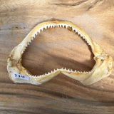 whaler shark jaws for sale