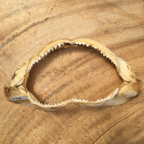 Bronze whaler shark jaws for sale Australia