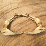 back of real shark jaws for sale australia, medium size, oceanicshark