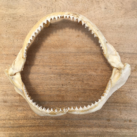 Bronze whaler shark jaws for sale 