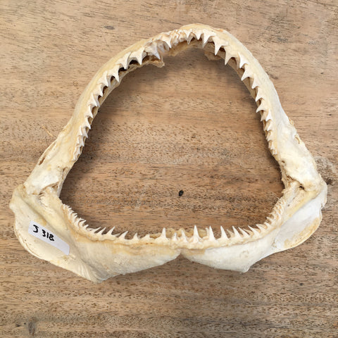Blacktip shark jaws for sale Australia