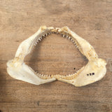 Blacktip shark jaws for sale Australia Oceanicshark J318
