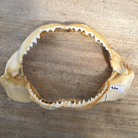 great white shark jaws for sale bull shark jaws for sale