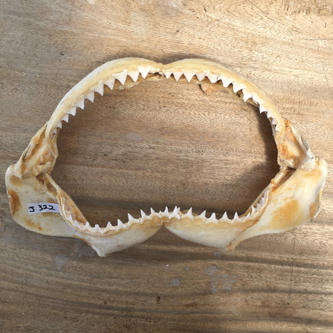 Bull shark jaws for sale Australia