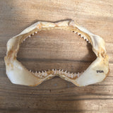 shark jaw and teeth