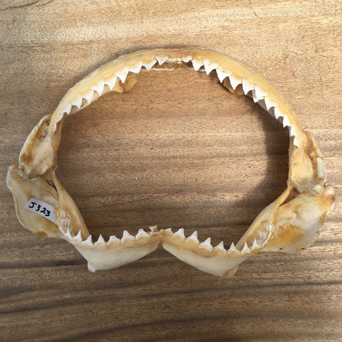 Genuine Bull shark jaws Carcharhinus leucas J323