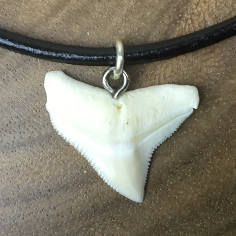 shark teeth for sale oceanicshark