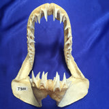 genuine mako shark jaws
