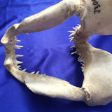 back of real mako shark jaws