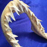 real mako shark teeth