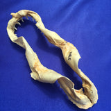 21cm Mako Shark Isurus oxyrinchus jaws for sale men's gift christmas sale J301