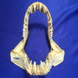 Mako shark jaws for sale