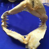 Mako shark jaws australia