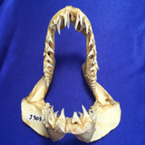 22cm Mako Shark Isurus oxyrinchus jaws for sale men's gift christmas sale J303