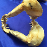 22cm Mako Shark Isurus oxyrinchus jaws for sale men's gift christmas sale J303