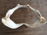 Spinner Shark Jaw Sale Bloke's men's gift present fishing marine biology Carcharhinus Brevipinna J413