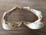 shark jaws for sale australia oceanicshark