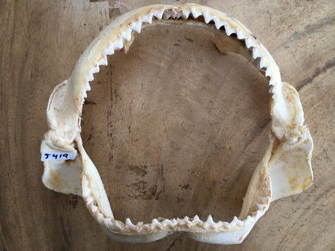 large bull shark jaws for sale
