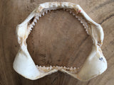 shark jaws for sale oceanicshark